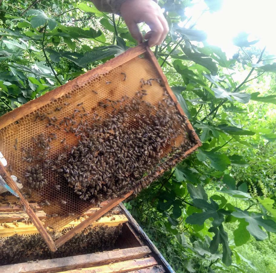 Апартаменты Комплекс Beehives Кутаиси Экстерьер фото